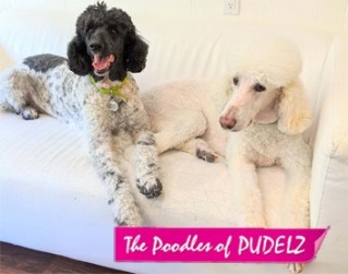 Poodles of Pudelz
